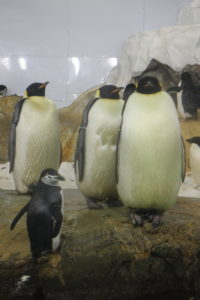 アドベンチャーワールドのペンギンアカデミー