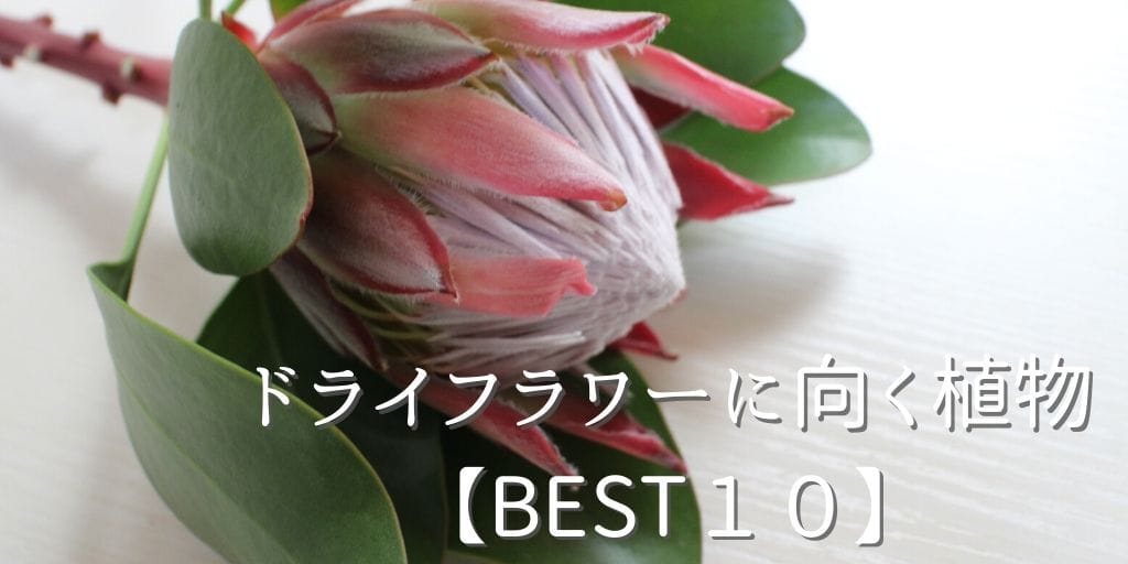 自分で育てたい ドライフラワー 向く花 ランキングbest10 Penguin Candy ペンギンキャンディー