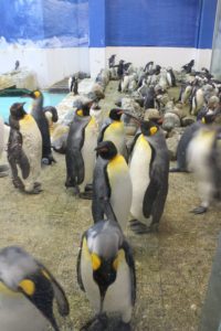 ペンギンがいる関西の水族館・動物園 おすすめランキング 京都水族館 アドベンチャーワールド
