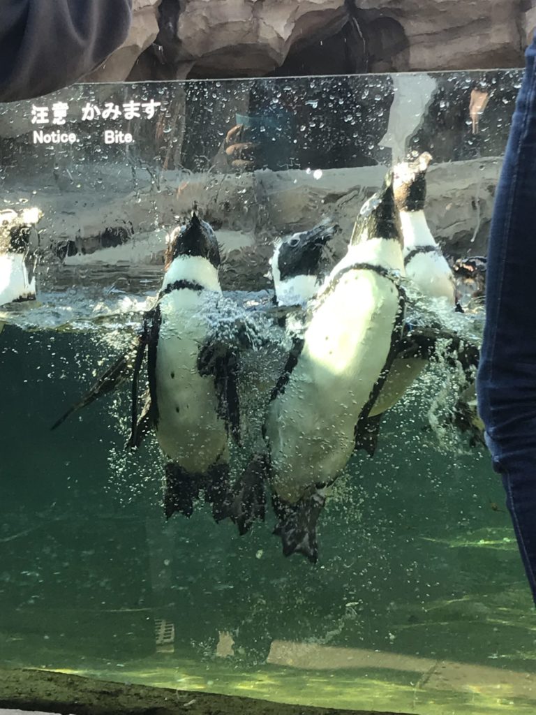 ペンギンがいる関西の水族館・動物園 おすすめランキング 京都水族館 アドベンチャーワールド