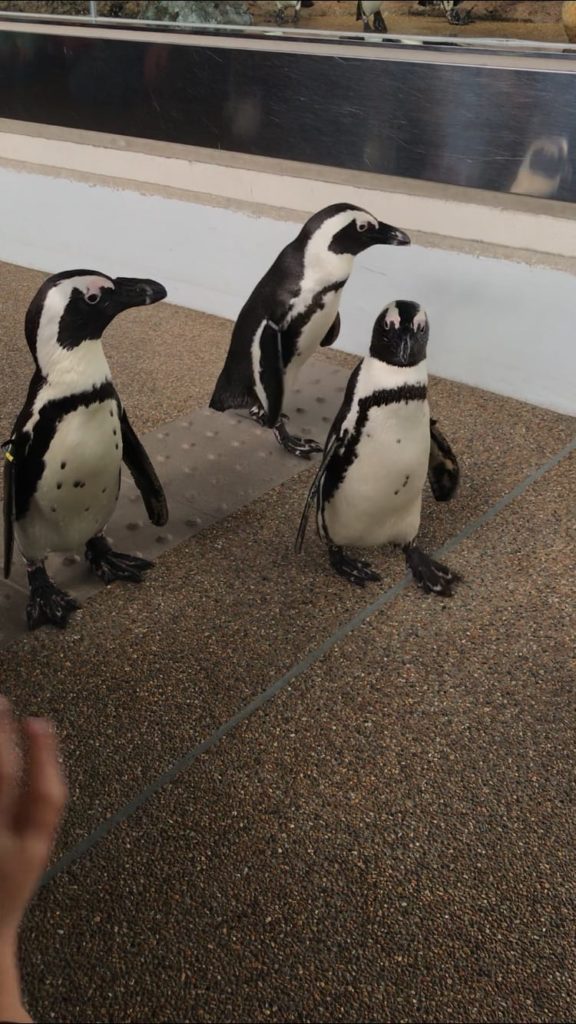 ペンギンがいる関西の水族館・動物園 おすすめランキング 京都水族館