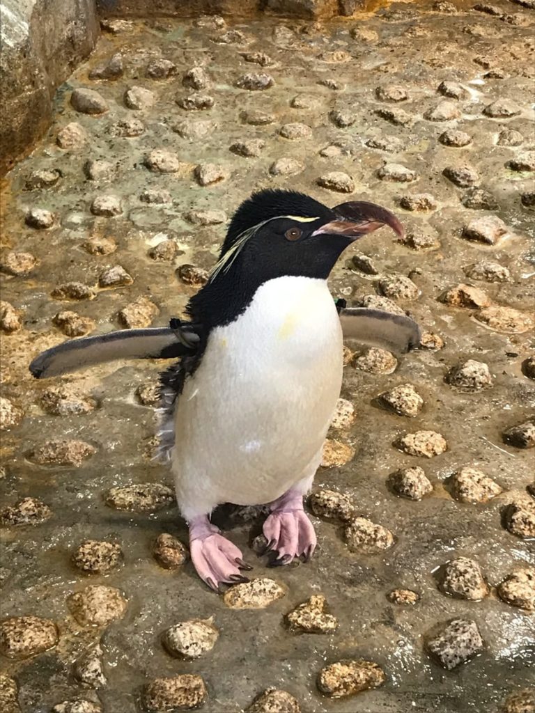 ペンギンがいる関西の水族館・動物園 おすすめランキング 海遊館