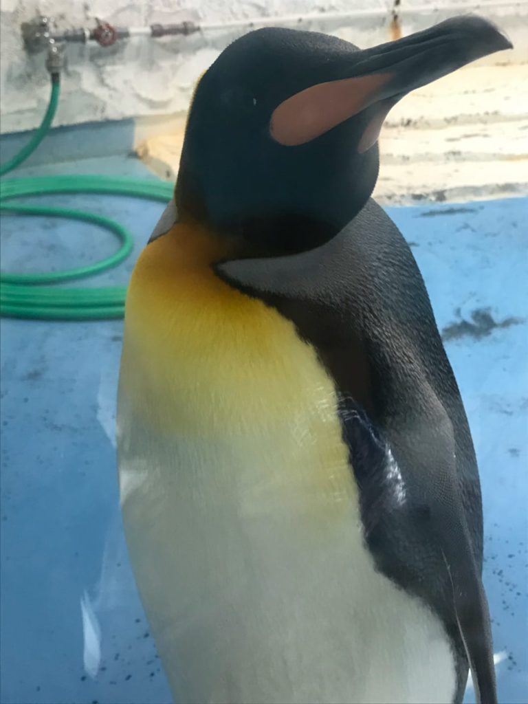 ペンギンがいる関西の水族館・動物園 おすすめランキング 天王寺動物園