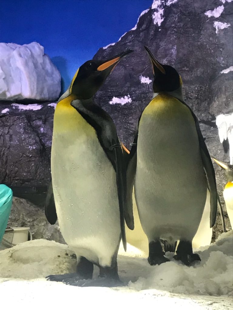 ペンギンがいる関西の水族館・動物園 おすすめランキング 海遊館